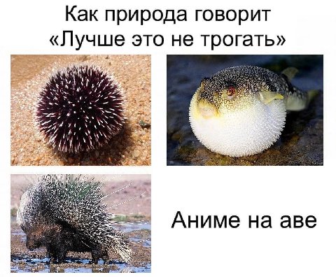 Как природа говорит «Лучше это не трогать» 4 Nig у И Аниме на аве
