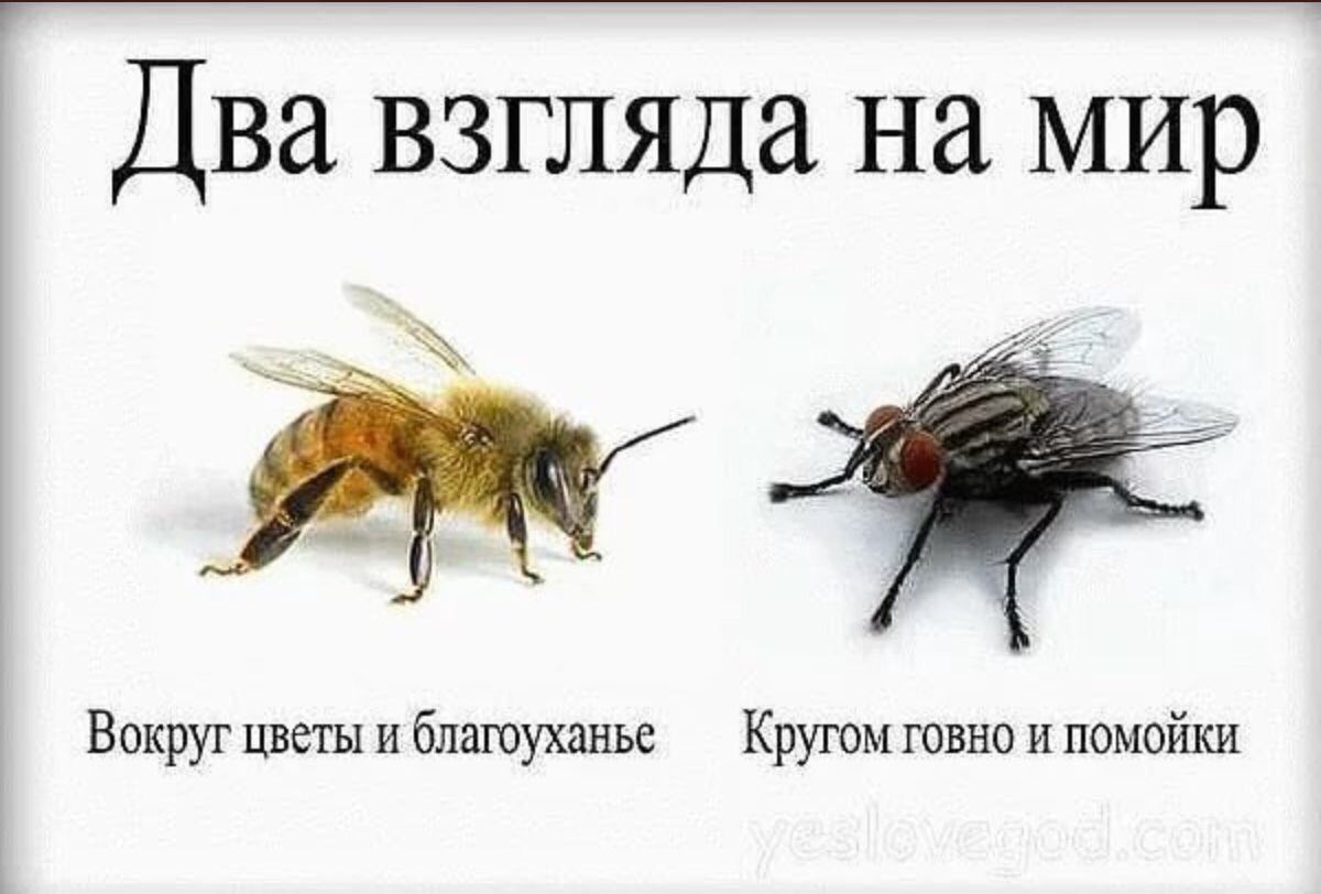 Два взгляда на мир Вокруг цветы и благоуханье Кругом говно и помойки