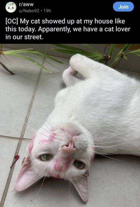 Зот cat showed up at my house like this today. Apparently, we have a cat lover in our street.