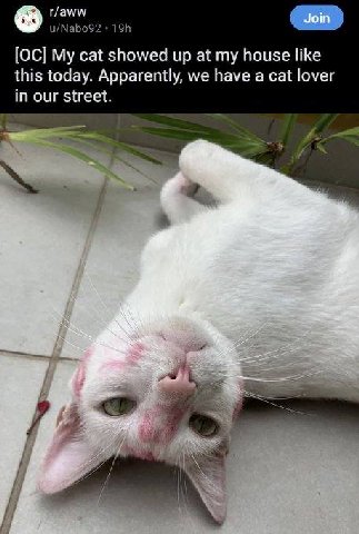 Зот cat showed up at my house like this today. Apparently, we have a cat lover in our street.