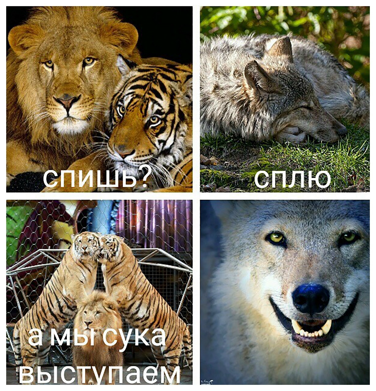 спишь сплю а мы сука выступаем