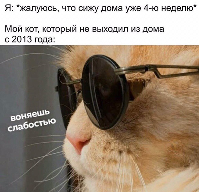 Я: *жалуюсь, что сижу дома уже неделю Мой кот, который не выходил из дома 62013 года: at стью слабо