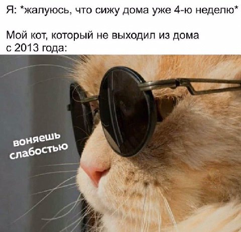 Я: *жалуюсь, что сижу дома уже неделю Мой кот, который не выходил из дома 62013 года: at стью слабо