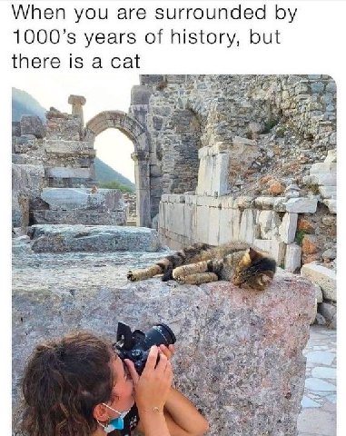 When you are surrounded years of history, but there is a cat a We we