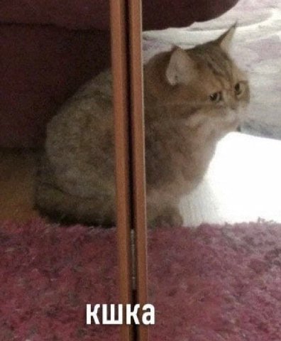 кшка
