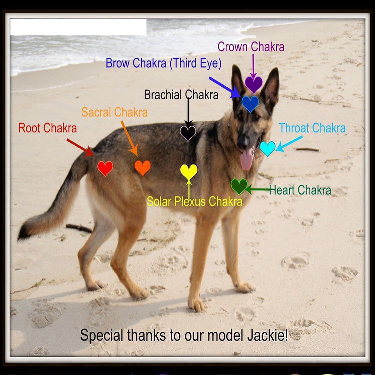 Crown Chakra Brow Chakra (Third Eye) Brachial Chakra Root Chakra Throat Chakra Chakra Solar Chakra, Special thanks to our model