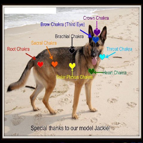 Crown Chakra Brow Chakra (Third Eye) Brachial Chakra Root Chakra Throat Chakra Chakra Solar Chakra, Special thanks to our model