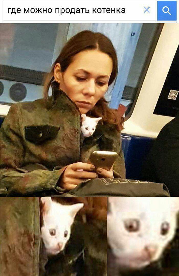 где можно продать котенка
