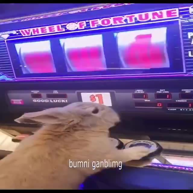 . -bumni ganblimg и