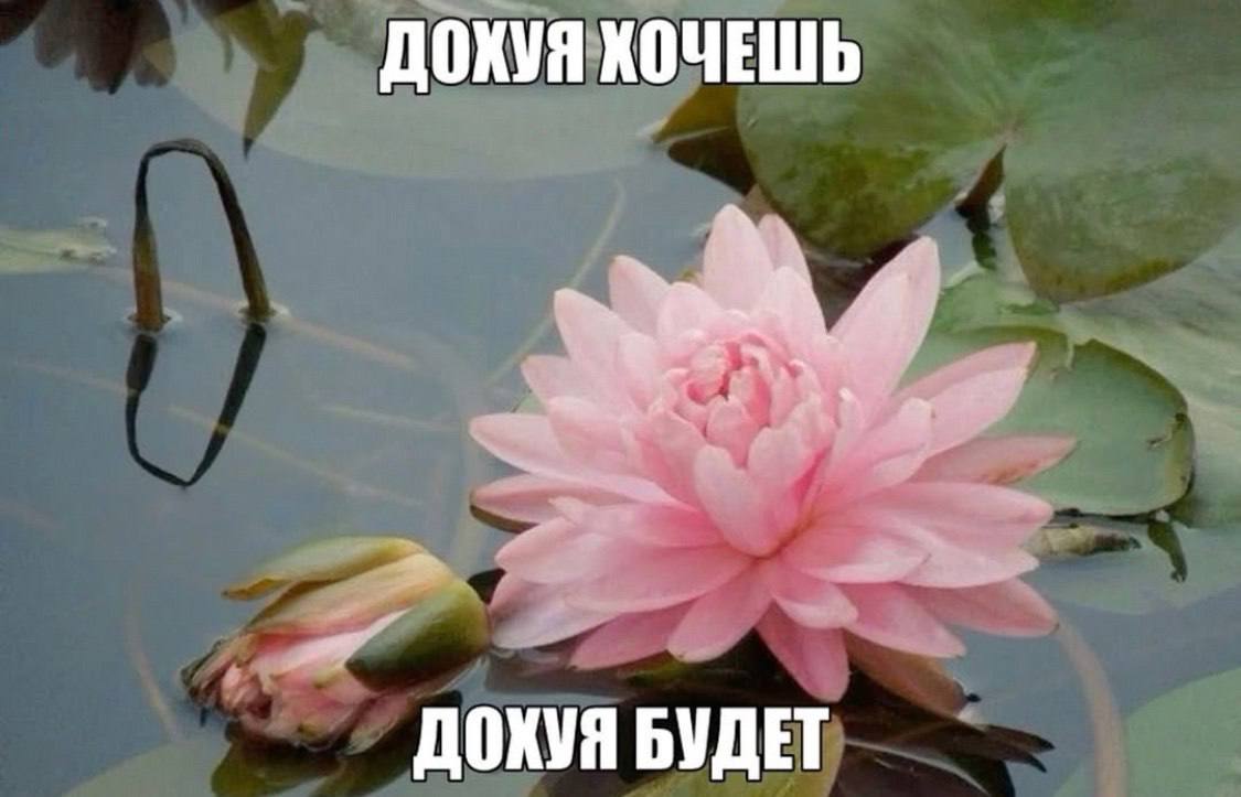 ДОХУЯ ХОЧЕШЬ ДОКУЯ БУДЕТ