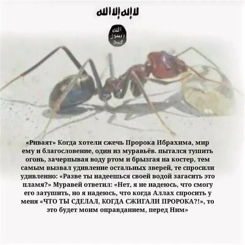 «Риваят» Когда хотели сжечь Пророка Ибрахима, мир емуи благословение, один из муравьёв. пытался тушить огонь, зачерпывая воду ртом и брызгая на костер, тем самым вызвал удивление остальных зверей, спр