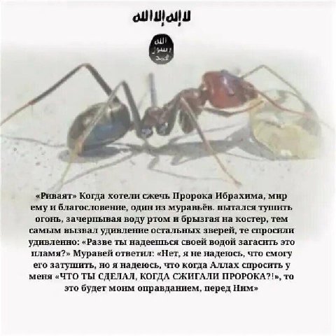 «Риваят» Когда хотели сжечь Пророка Ибрахима, мир емуи благословение, один из муравьёв. пытался тушить огонь, зачерпывая воду ртом и брызгая на костер, тем самым вызвал удивление остальных зверей, спр