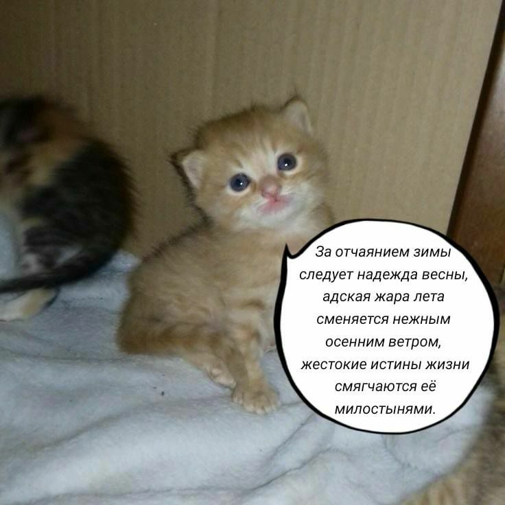 За отчаянием зимы следует надежда весны, адская жара лета сменяется нежным осенним ветром, жестокие истины жизни смягчаются её МИЛОСТЫНЯМИ.