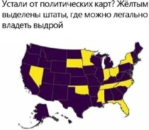 Устали от политических карт? Жёлтым выделены штаты, где можно легально владеть выдрой