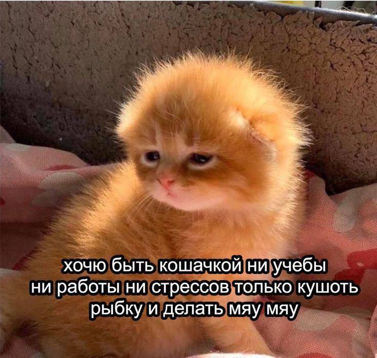 хочю быть кошачкой ни учебы ни работы ни стрессов только кушоть рыбку и делать мяу мяу