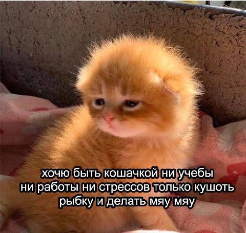 хочю быть кошачкой ни учебы ни работы ни стрессов только кушоть рыбку и делать мяу мяу