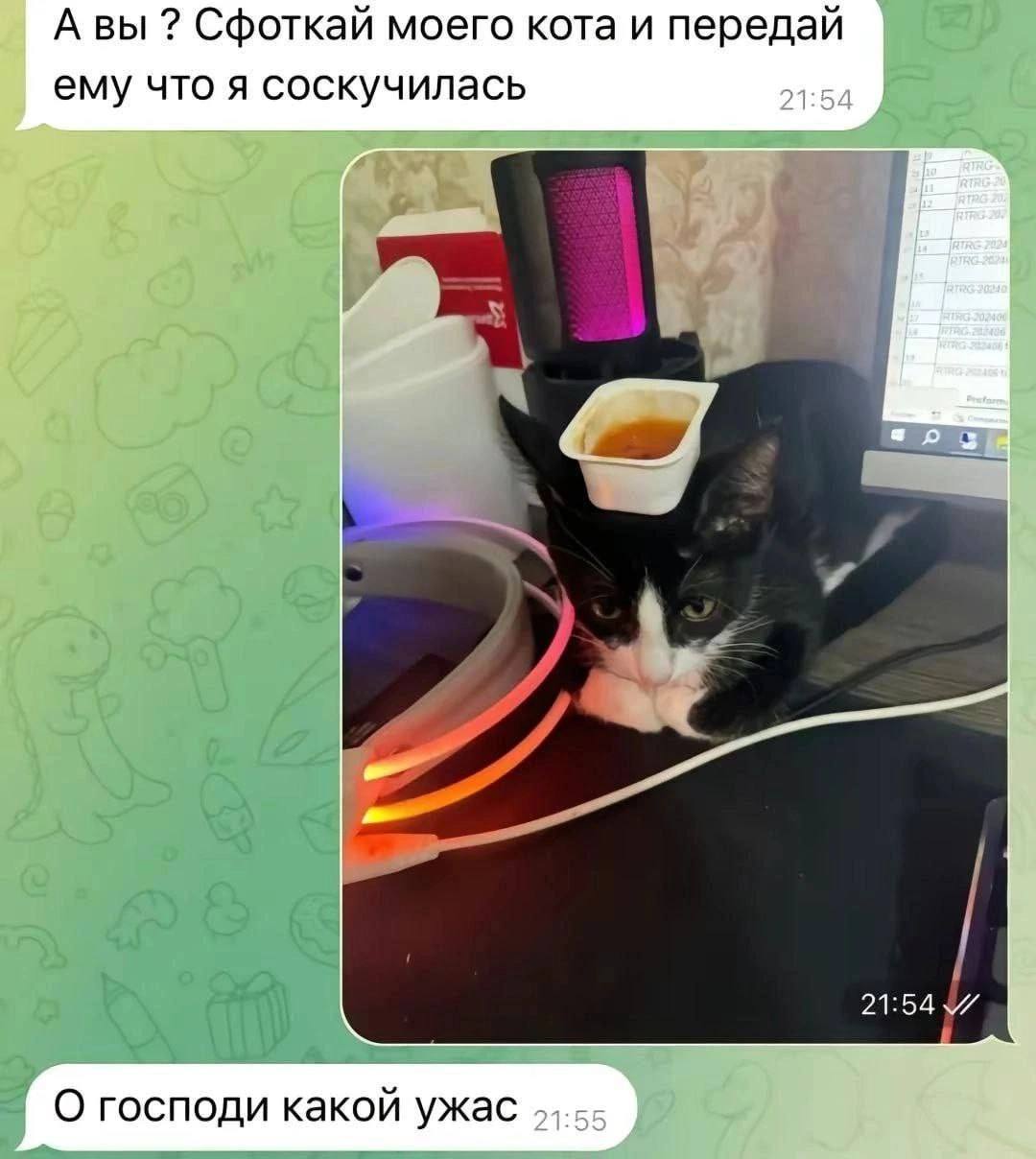 А вы Сфоткай моего кота и передай ему что я соскучилась 1:54 О господи какой ужас