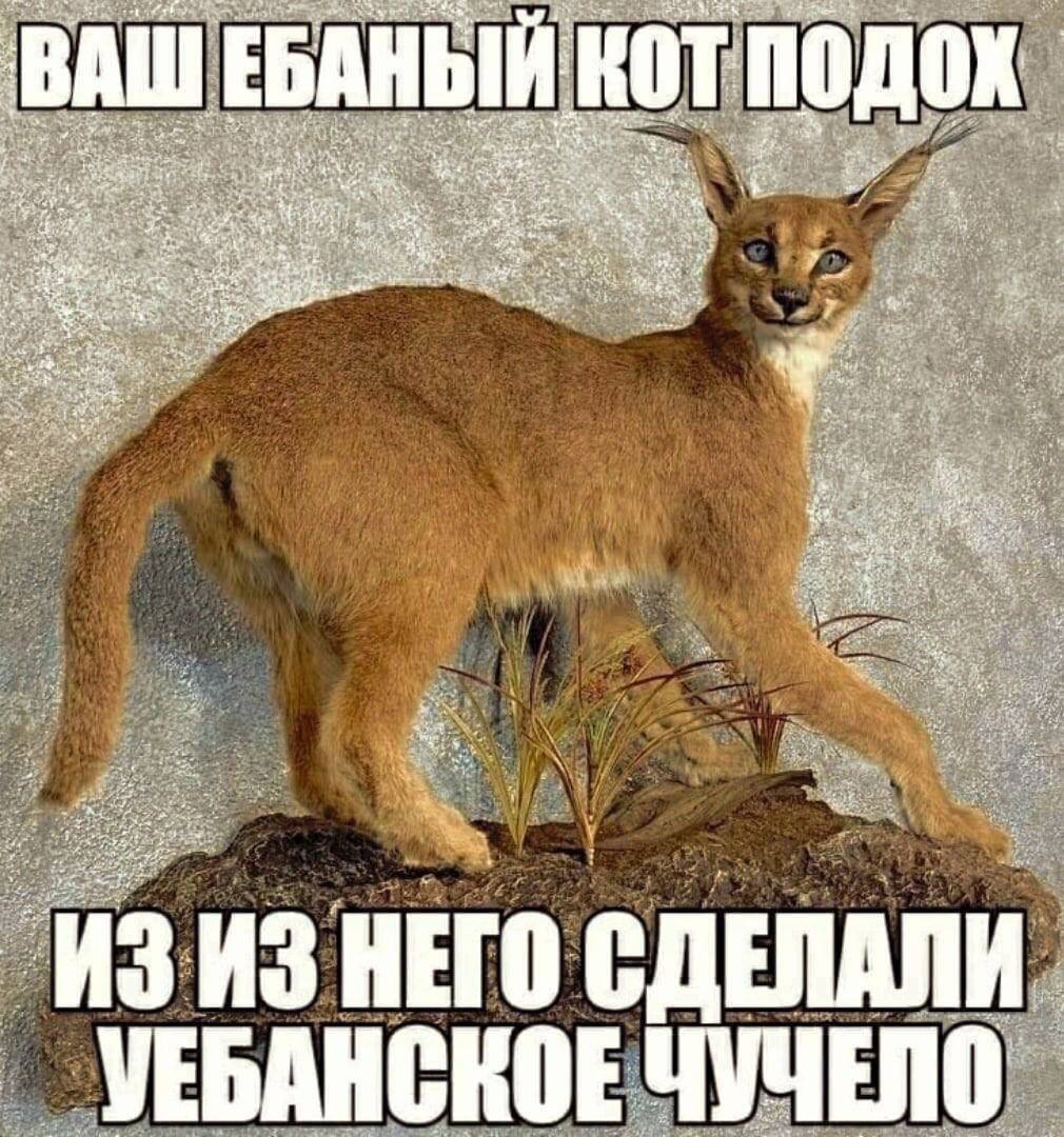 ВАШЕ KOT 43 ИЗ ИЗ НЕГО УЕБАНСКОЕ ENO