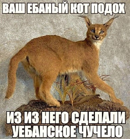 ВАШЕ KOT 43 ИЗ ИЗ НЕГО УЕБАНСКОЕ ENO