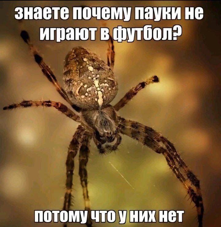знаете почему пауки не играют в потому что уних нет