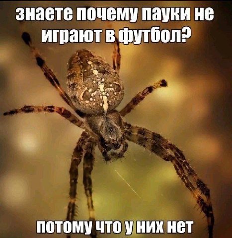знаете почему пауки не играют в потому что уних нет