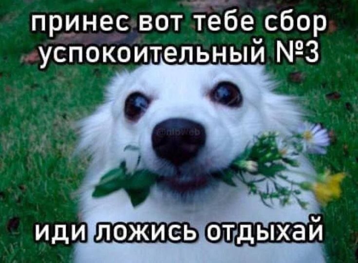 принес вот тебе сбор успокоительный №3 иди ложись отдыхаи