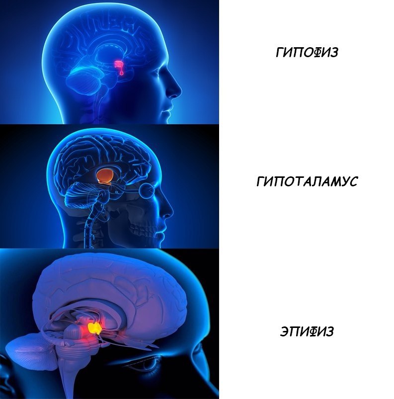 ГИПОФИЗ ГИПОТАЛАМУС ЭПИФИЗ
