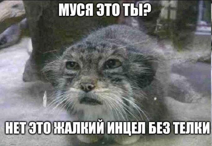 МУСЯ ЭТО 1 НЕТ ЭТО ИНЦЕЛ БЕЗ ТЕЛКИ