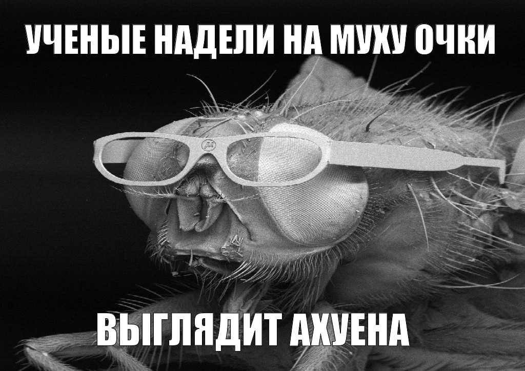 УЧЕНЫЕ НАДЕЛИ НА МУХУ a ВЫГЛЯДИТ АКУЕНА
