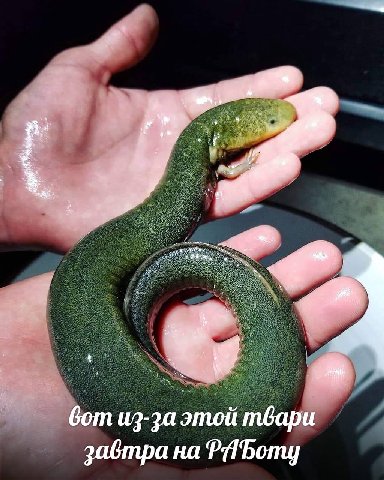 бот из-за этой твари завтра на