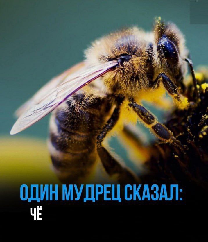 ОДИН МУДРЕЦ СКАЗАЛ- ЧЕ