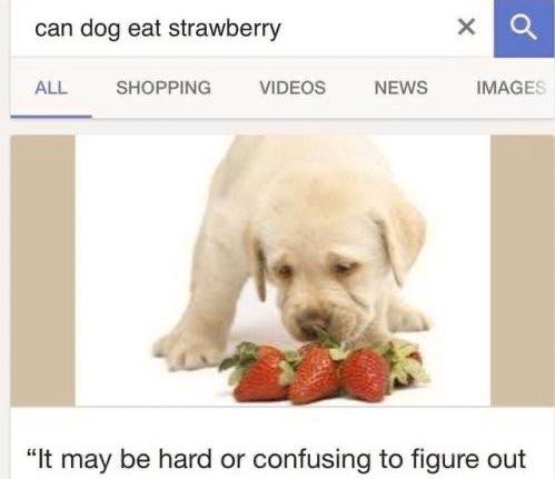 can dog eat strawberry ALL SHOPPING VIDEOS NEWS IMAGES “It may be hard or confusing to figure out