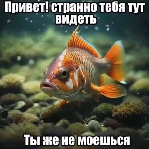 Привет! странно тебя тут видеть Ты жене моешься