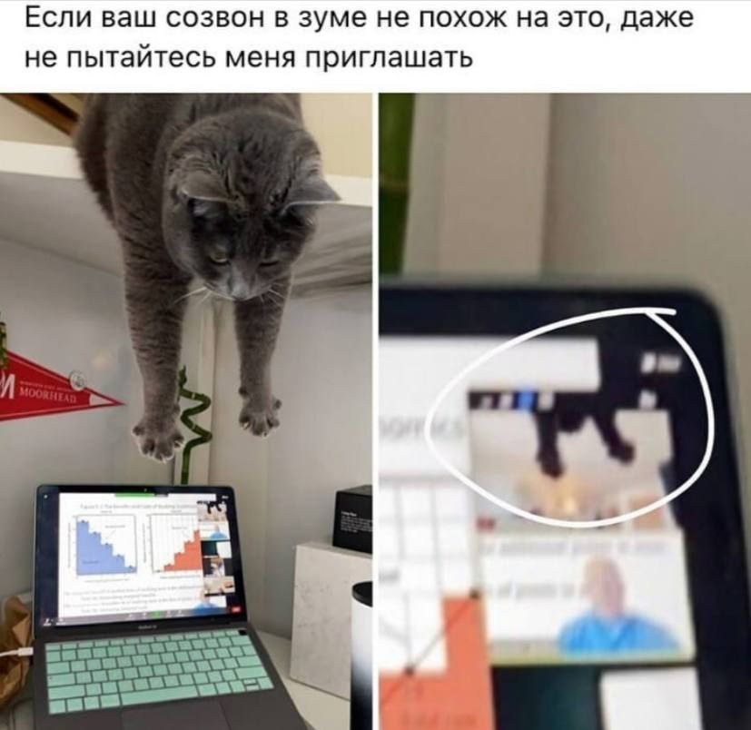 Если ваш созвон в зуме не похож на это, даже не пытайтесь меня приглашать anew