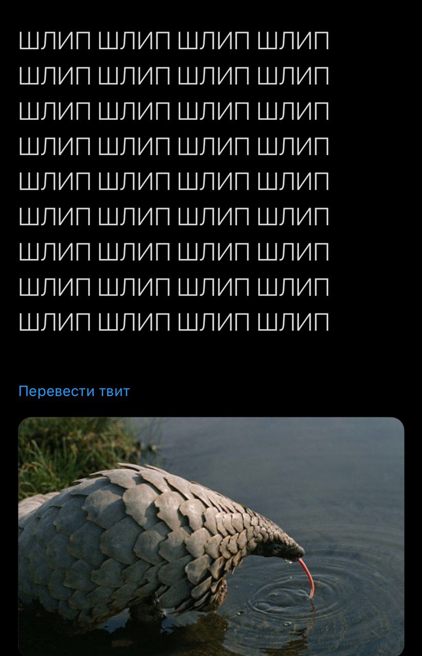 ШЛИП ШЛИП ШЛИП ШЛИП ШЛИП LUM) ШЛИП ШЛИП ШЛИП Перевести TBUT