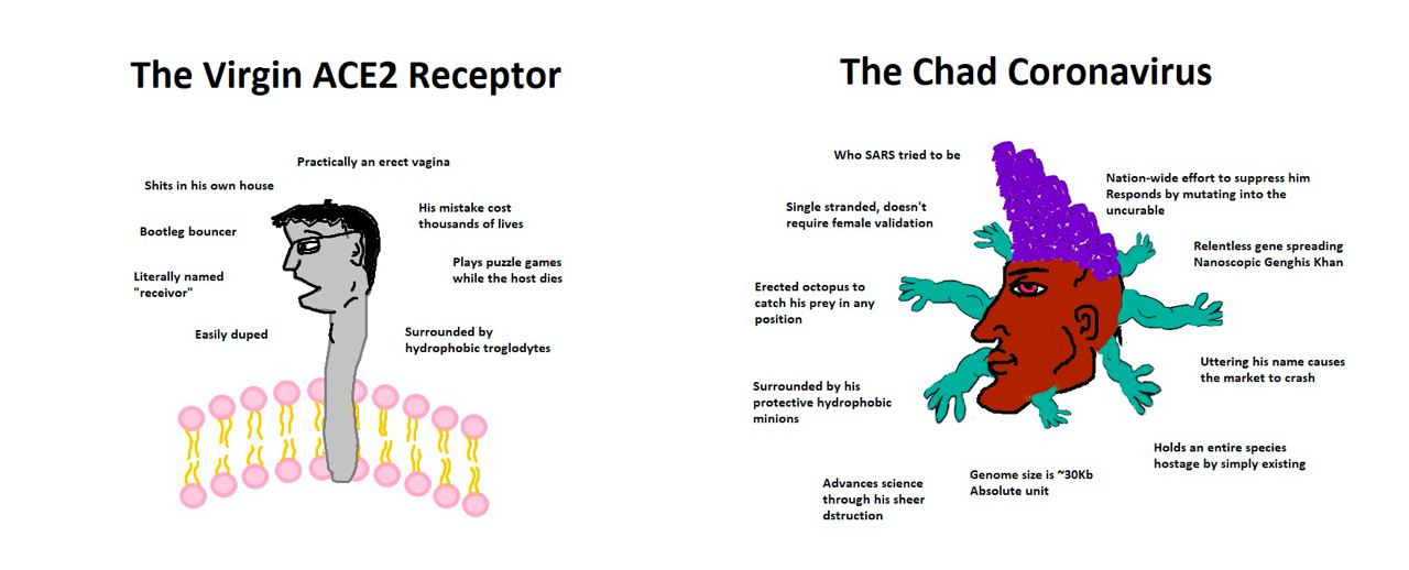 The Chad Coronavirus The Virgin ACE2 Receptor Practically an erect vagina Who SARS tried to be Shits in his own house Nation-wide effort to suppress him Responds mutating into the His mistake cost Sin