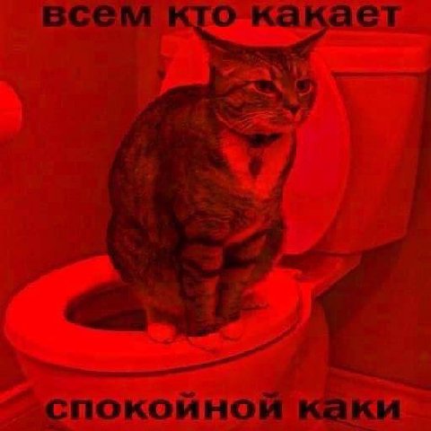 всем кто какает я спокойной каки