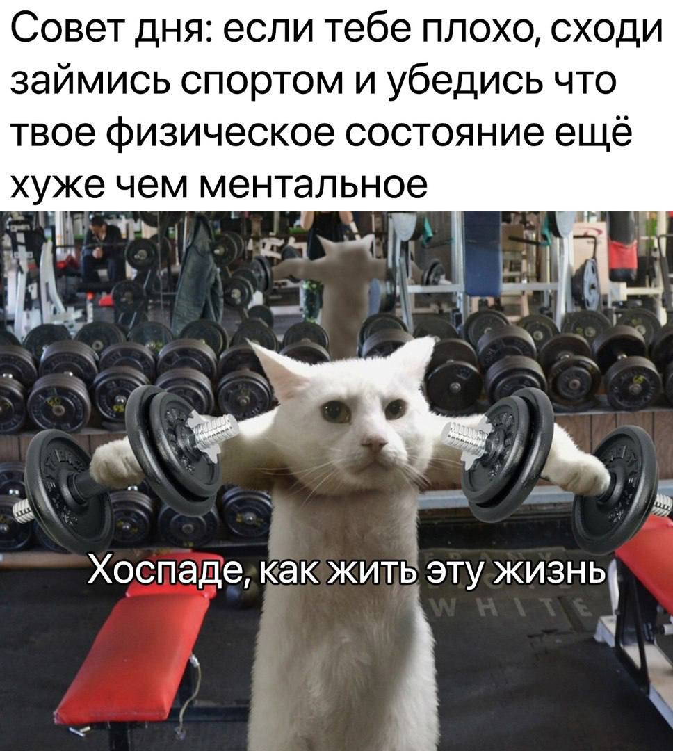Совет дня: если тебе ПЛОХО, СХОДИ займись спортом и убедись что твое физическое состояние ещё хуже чем ментальное pars if 4 A i i \A 4 3 Хоспаде, как жить эту жизны я