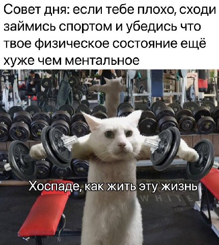 Совет дня: если тебе ПЛОХО, СХОДИ займись спортом и убедись что твое физическое состояние ещё хуже чем ментальное pars if 4 A i i \A 4 3 Хоспаде, как жить эту жизны я