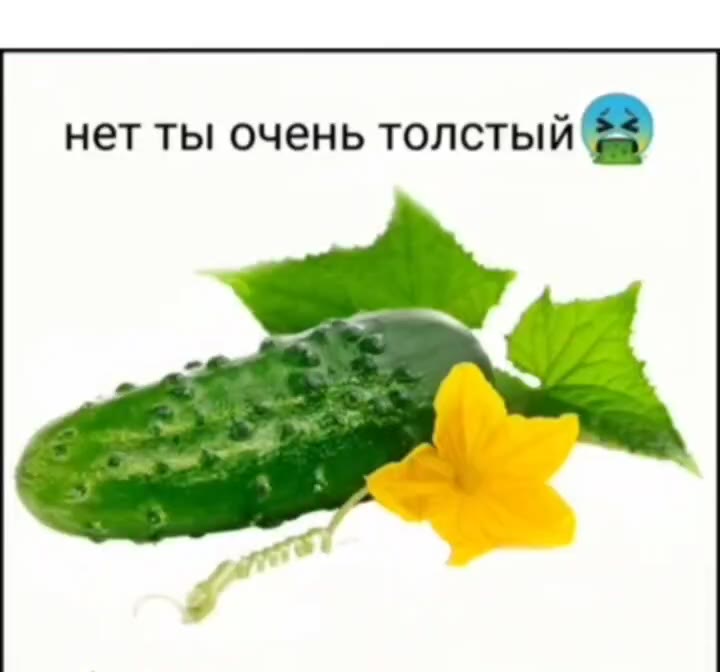 огурец ты красивая нет ты очень толстый ®