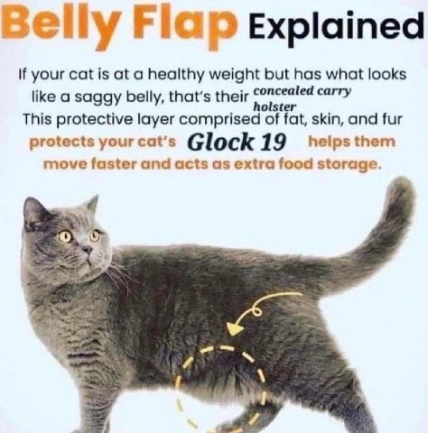 Selly Flap explained If your cat is at a healthy weight but has what looks like а saggy belly, that's their This protective layer comprised of fat, skin, and fur protects yourcat’s 19 move faster and 