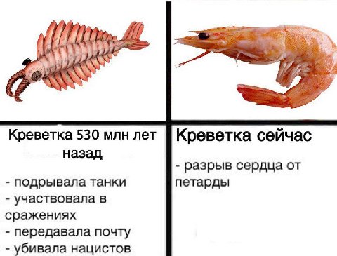 Креветка 530 млн лет Креветка сейчас назад разрыв сердца от подрывала танки петарды участвовала в сражениях передавала почту убивала нацистов