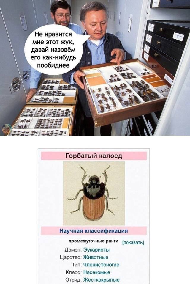 Не нравится мне этот жук, давай назовём его как-нибудь пообиднее tau 3 Горбатый калоед Научная классификация промежуточные ранги [показать] Домен: Эукариоты Царство: Животные Тип: Членистоногие Класс: