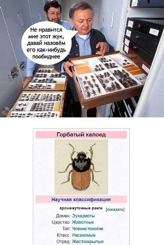 Не нравится мне этот жук, давай назовём его как-нибудь пообиднее tau 3 Горбатый калоед Научная классификация промежуточные ранги [показать] Домен: Эукариоты Царство: Животные Тип: Членистоногие Класс: