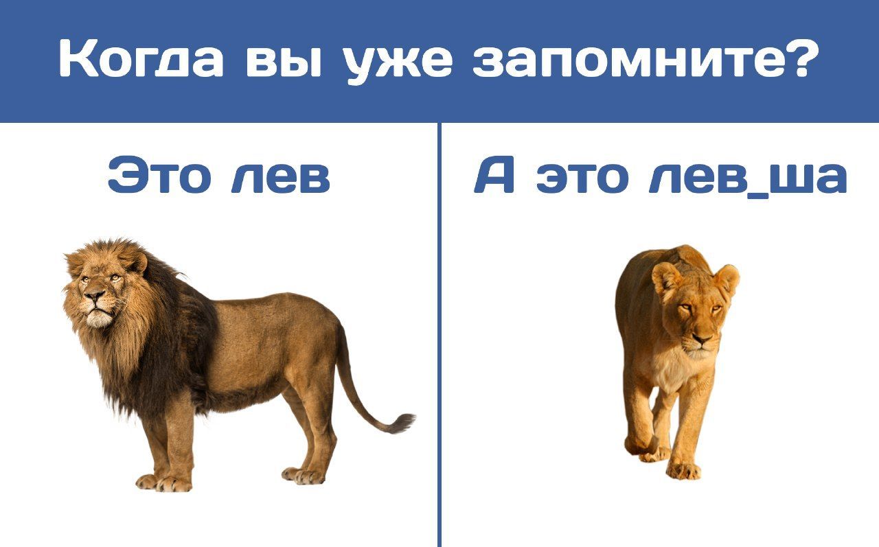 Korda вы уже запомните? Это лев Я это лев_ша