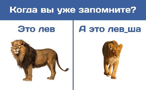 Korda вы уже запомните? Это лев Я это лев_ша