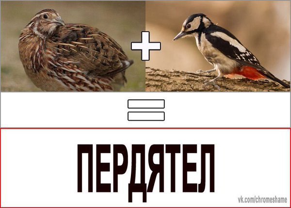 ПЕРДЯТЕЛ vk.comchromeshame