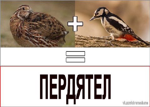 ПЕРДЯТЕЛ vk.comchromeshame