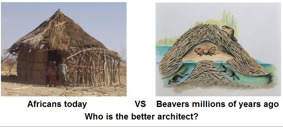 27 VAG 2 у Africans today Beavers millions of years ago Who 1$ the better architect?