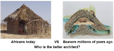 27 VAG 2 у Africans today Beavers millions of years ago Who 1$ the better architect?
